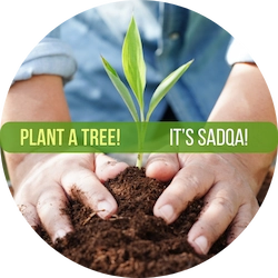 Plant A Tree - It's Sadqa!
