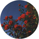 abida sohail profile picture
